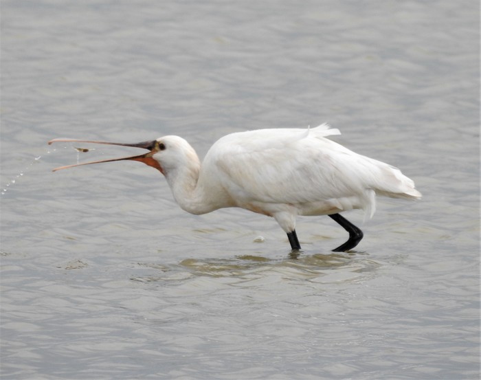 Spoonbill