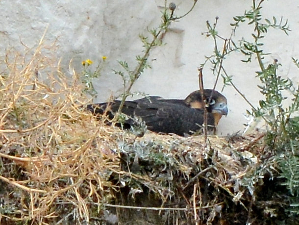 Peregrine