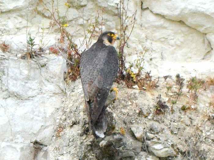 Peregrine