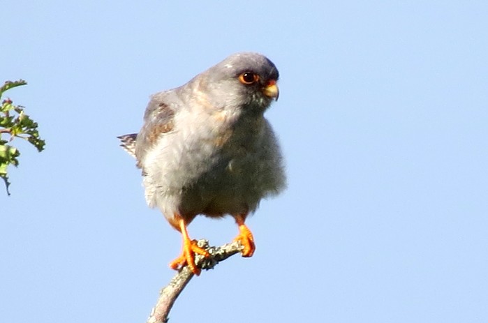 Red-footed Falcon
