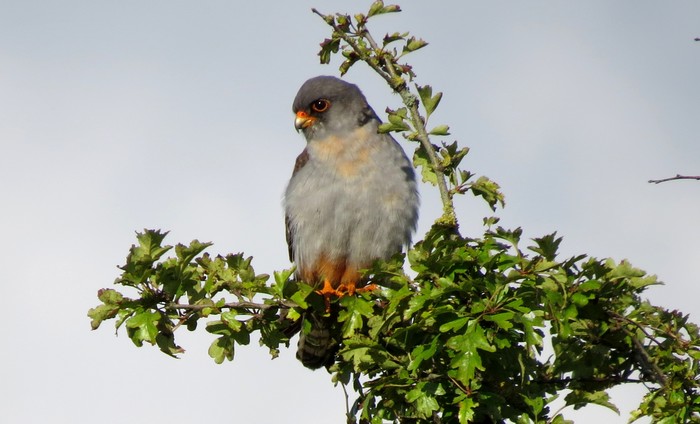Red-footed Falcon
