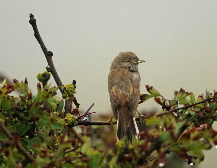 Asian Desert Warbler