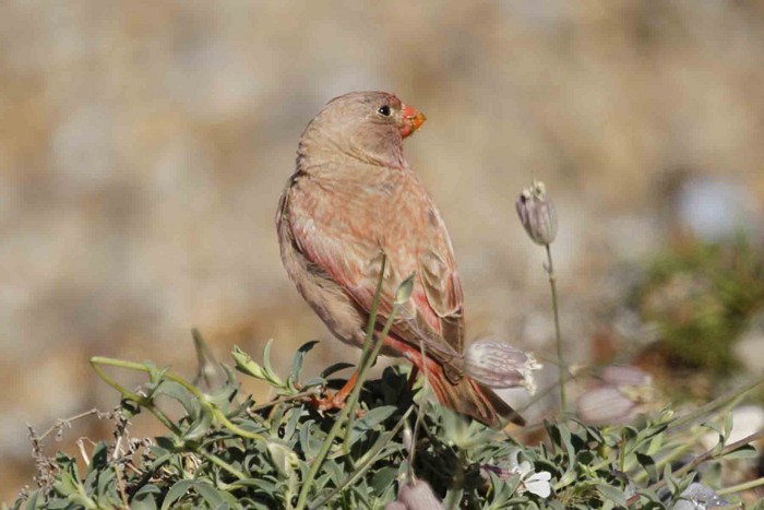 Trumpeter Finch