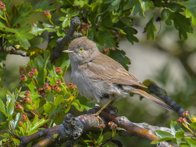 Asian Desert Warbler