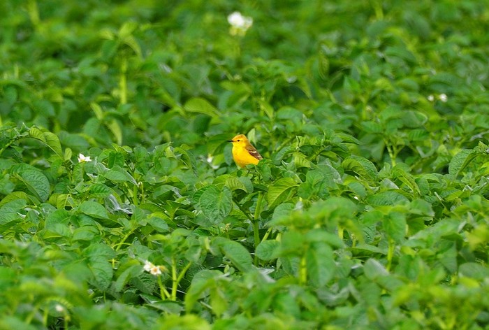 Yellow Wagtail