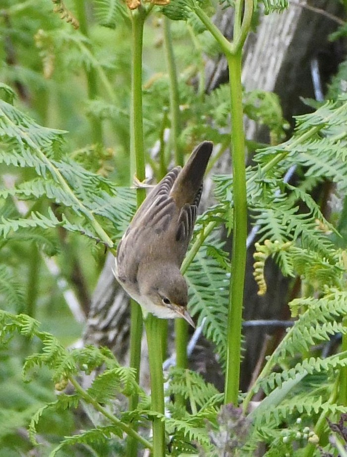 Marsh Warbler