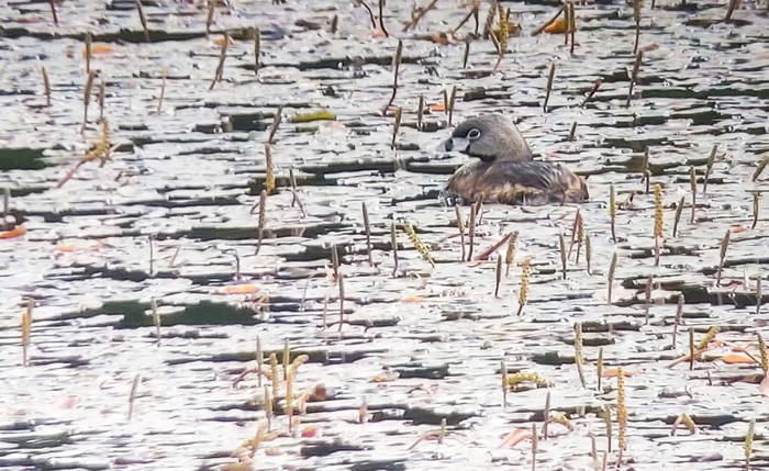 Pied-billed Grebe