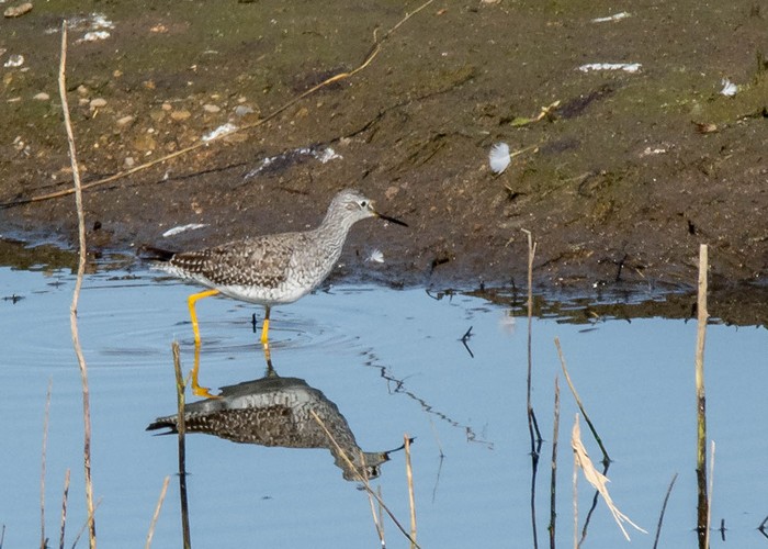 Lesser Yellowlegs