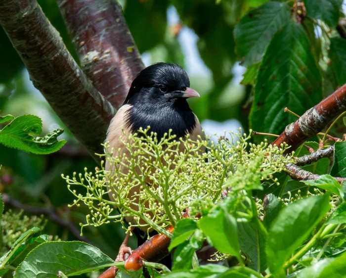 Rose-coloured Starling