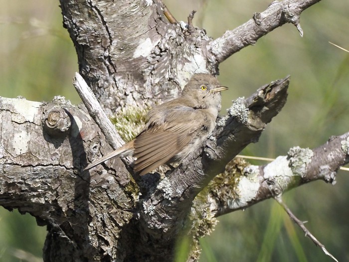 Asian Desert Warbler