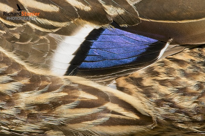 Mallard