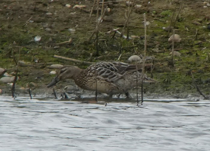 Garganey