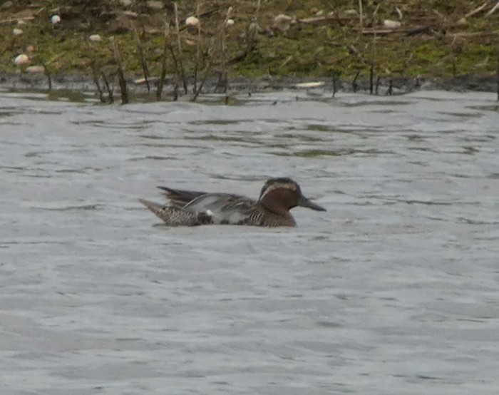 Garganey