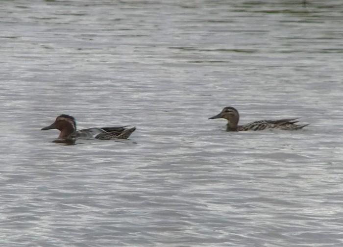 Garganey