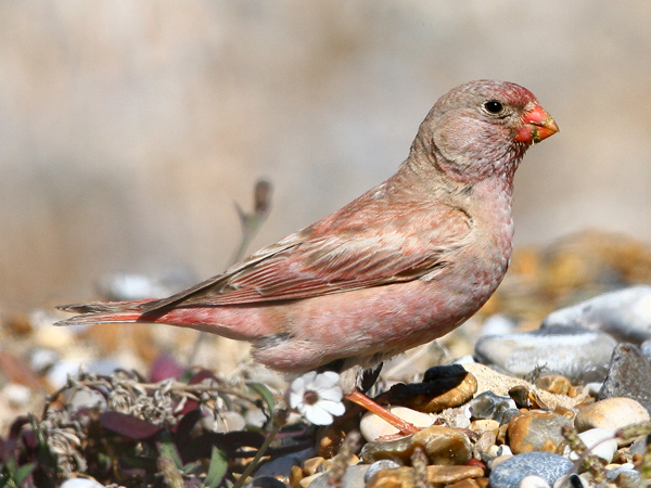 Trumpeter Finch