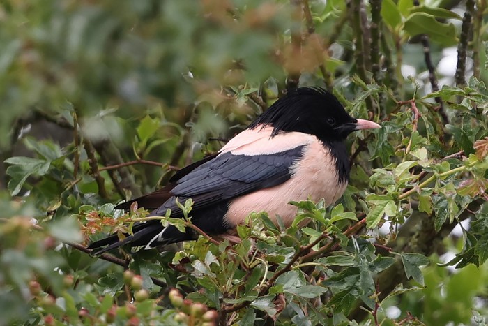 Rose-coloured Starling