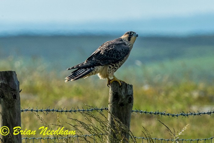 Peregrine
