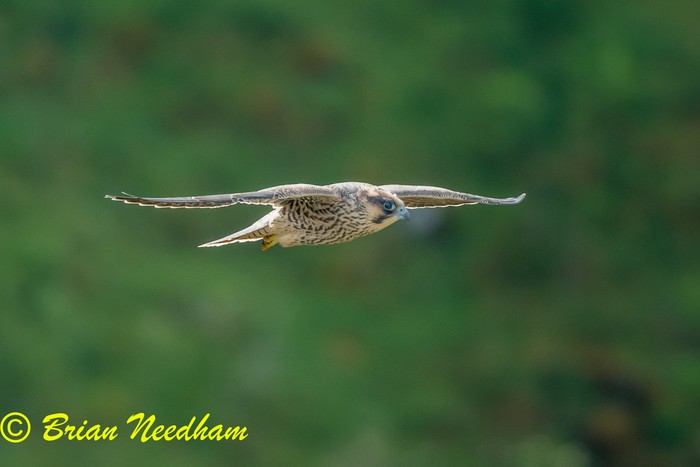 Peregrine