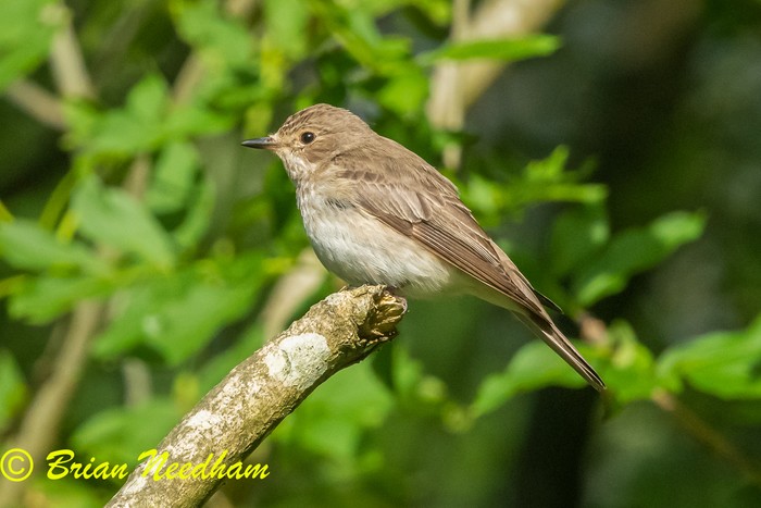 Spotted Flycatcher