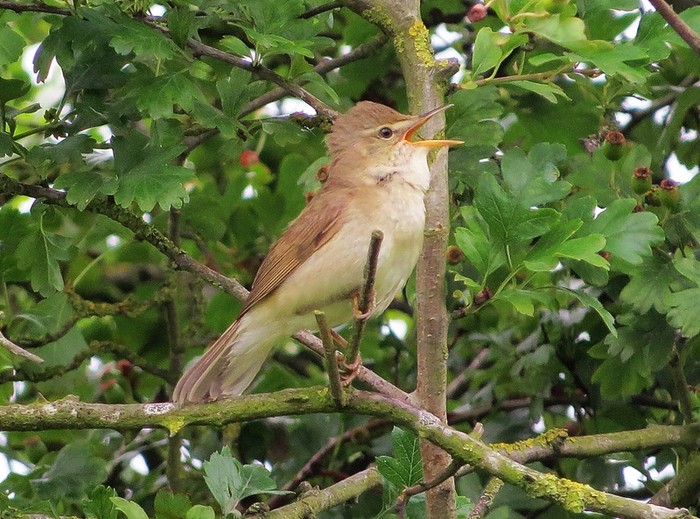 Blyth's Reed Warbler