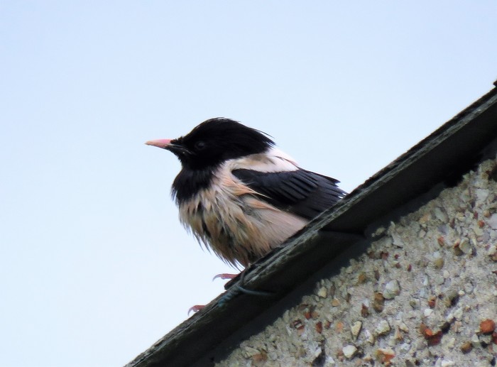 Rose-coloured Starling