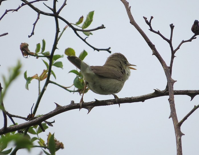 Blyth's Reed Warbler
