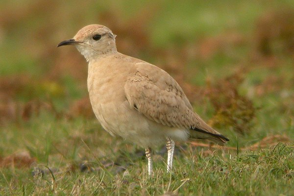 Cream-coloured Courser