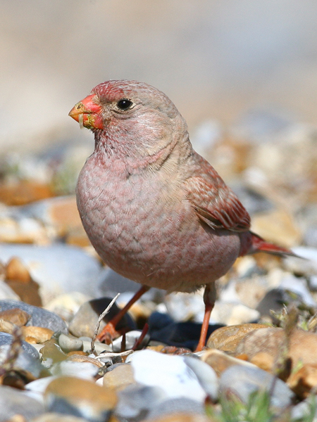 Trumpeter Finch