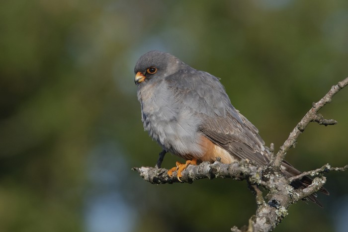 Red-footed Falcon