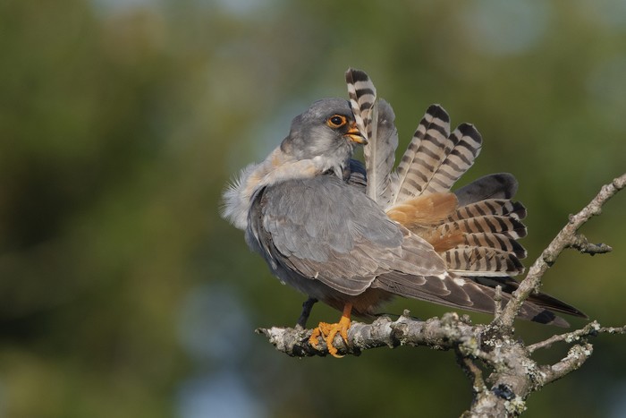 Red-footed Falcon