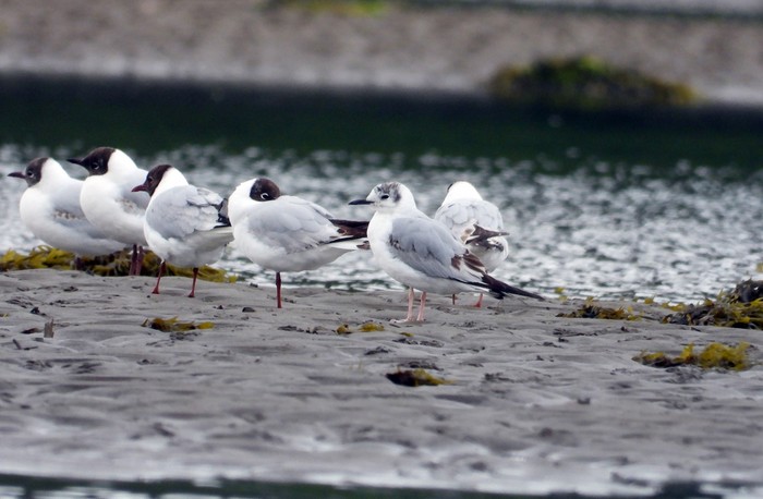 Bonaparte's Gull