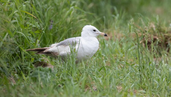 Ring-billed Gull