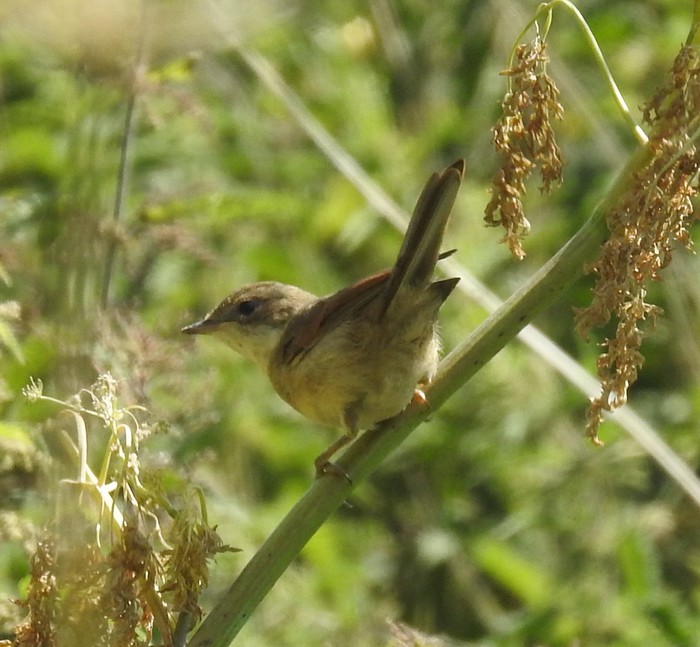 yellow wagtail
