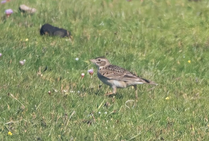 Calandra Lark