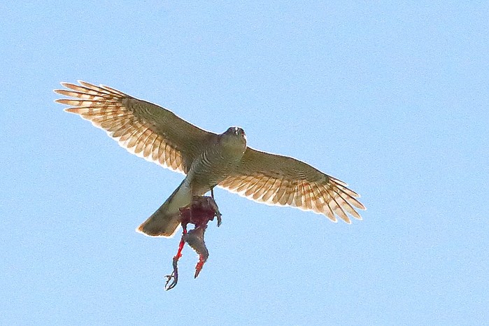 Sparrowhawk