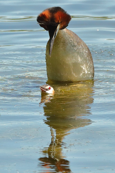 Great Crested Grebe