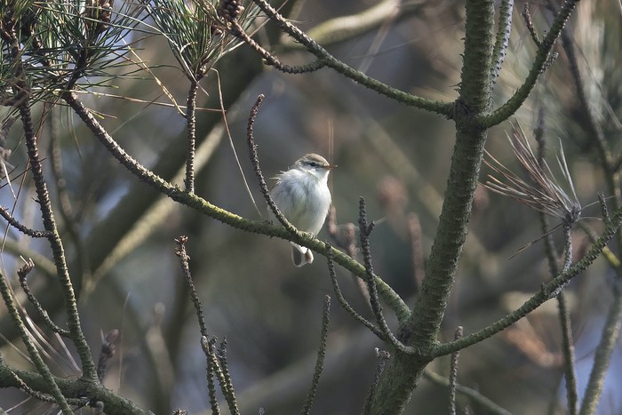 Greenish Warbler