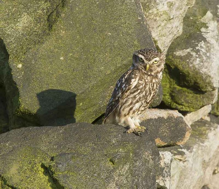 Little Owl