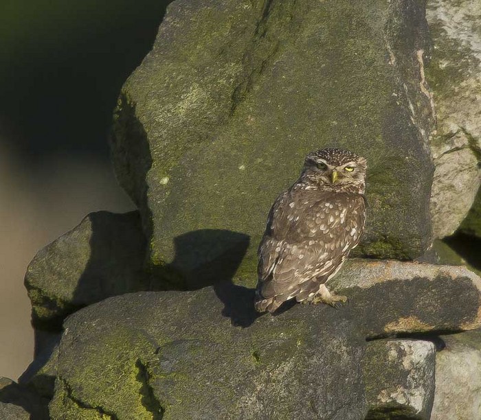 Little Owl