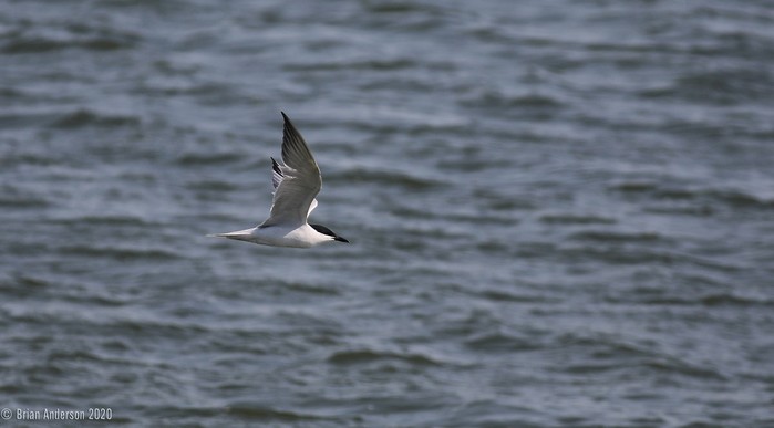Gull-billed Tern
