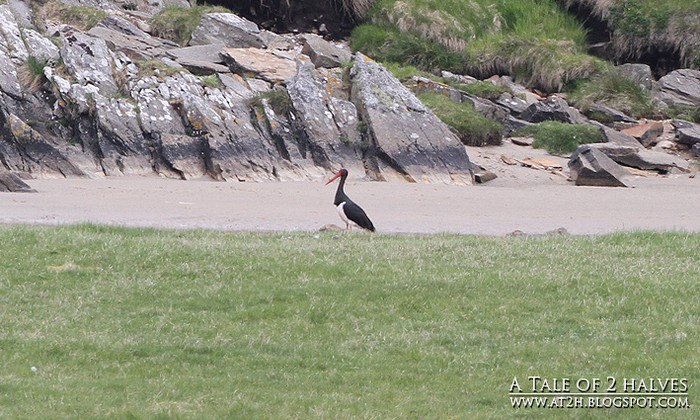Black Stork