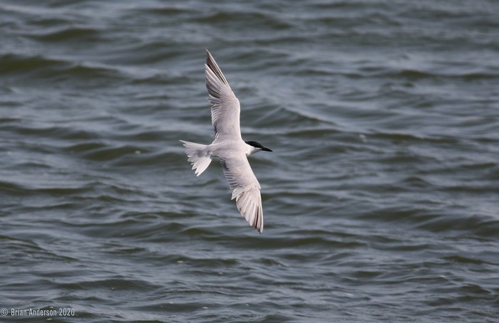 Gull-billed Tern