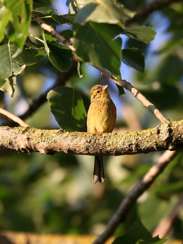 Yellowhammer