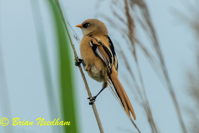 Bearded Tit