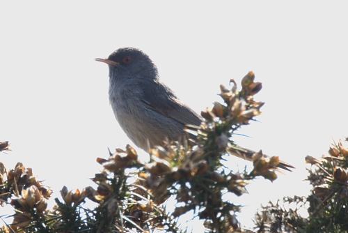 Marmora's Warbler