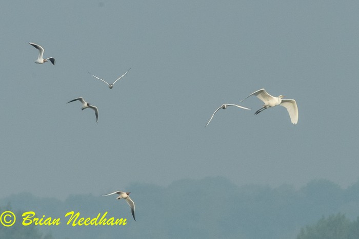 Great White Egret
