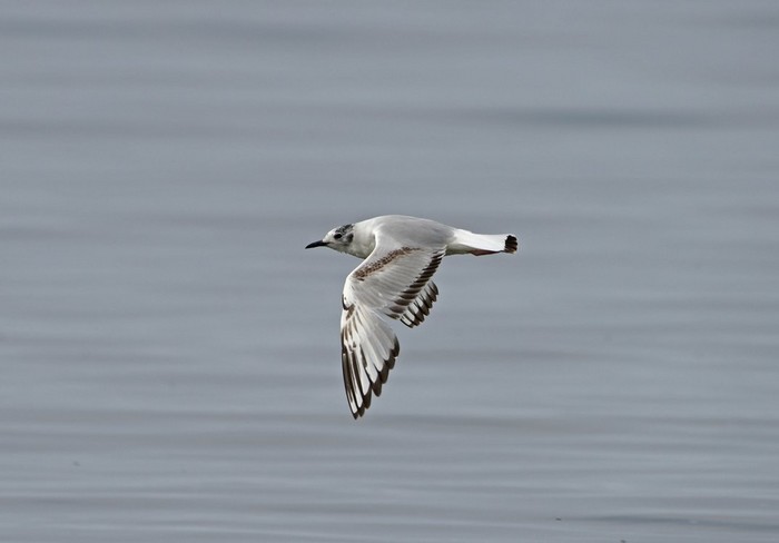 Bonaparte's Gull