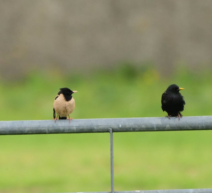 Rose-coloured Starling