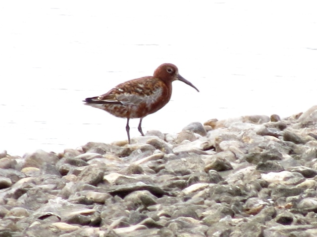 Curlew Sandpiper