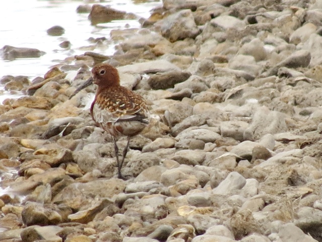 Curlew Sandpiper